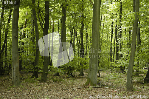 Image of french oak and beech forest trees