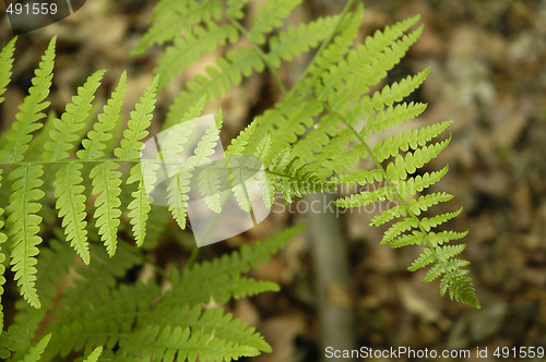 Image of Fern leaves into a french forest 