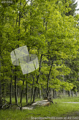 Image of beech forest edge in France