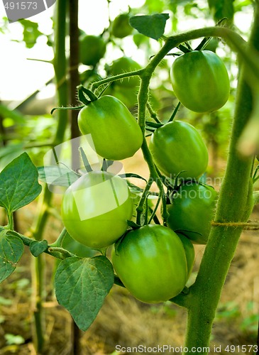 Image of green tomatoes