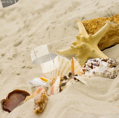 Image of starfish and shells