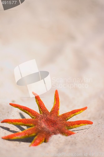 Image of red starfish