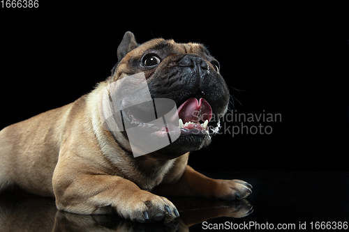 Image of Young French Bulldog is posing. Cute doggy or pet is playing, running and looking happy isolated on black background.