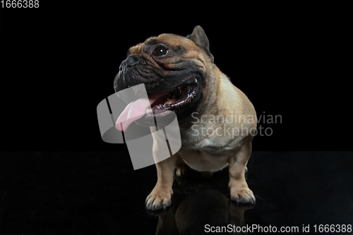 Image of Young French Bulldog is posing. Cute doggy or pet is playing, running and looking happy isolated on black background.