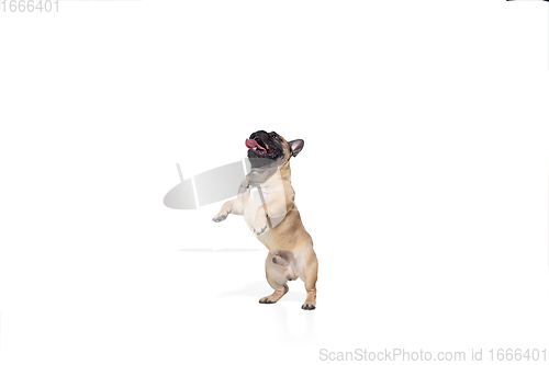 Image of Young French Bulldog is posing. Cute doggy or pet is playing, running and looking happy isolated on white background.