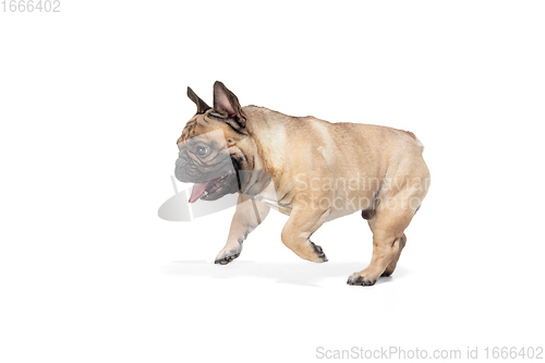 Image of Young French Bulldog is posing. Cute doggy or pet is playing, running and looking happy isolated on white background.