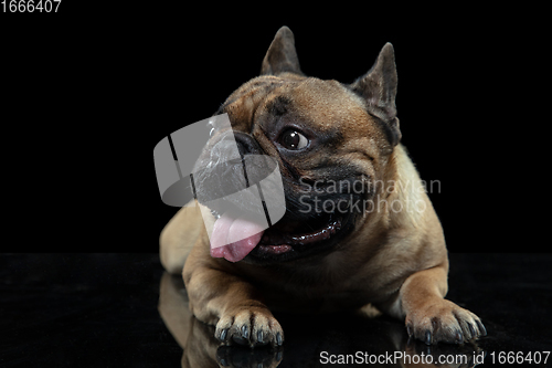 Image of Young French Bulldog is posing. Cute doggy or pet is playing, running and looking happy isolated on black background.