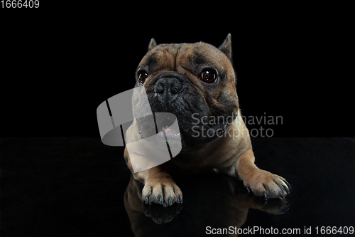 Image of Young French Bulldog is posing. Cute doggy or pet is playing, running and looking happy isolated on black background.