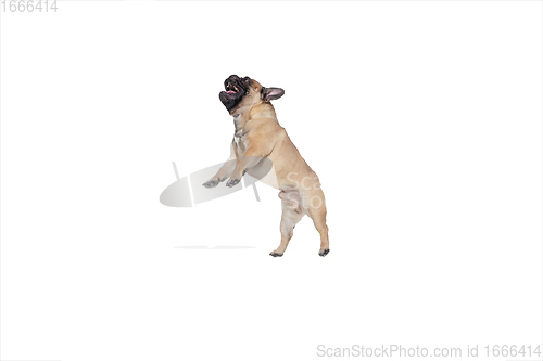 Image of Young French Bulldog is posing. Cute doggy or pet is playing, running and looking happy isolated on white background.