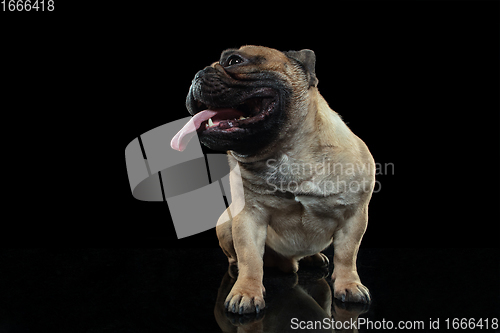 Image of Young French Bulldog is posing. Cute doggy or pet is playing, running and looking happy isolated on black background.