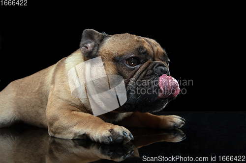 Image of Young French Bulldog is posing. Cute doggy or pet is playing, running and looking happy isolated on black background.