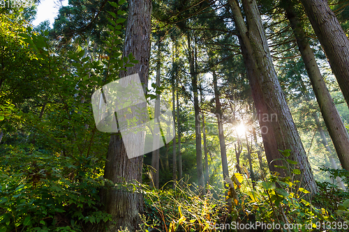Image of Green forest with sunlight