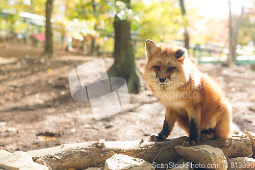 Image of Red fox at outdoor