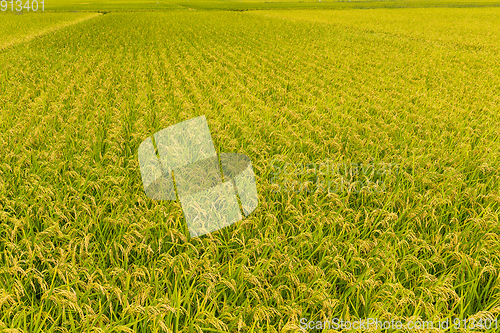 Image of Paddy rice field