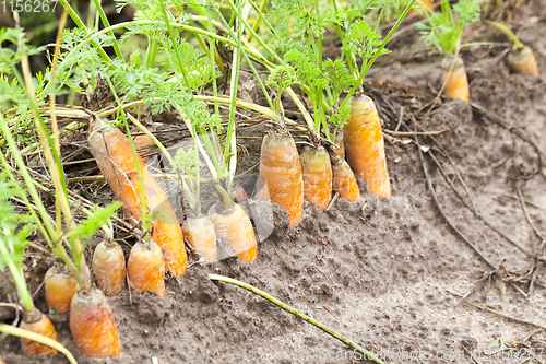Image of Ripe orange carrot