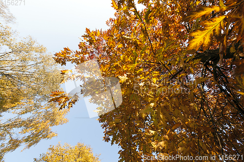 Image of darkened orange foliage