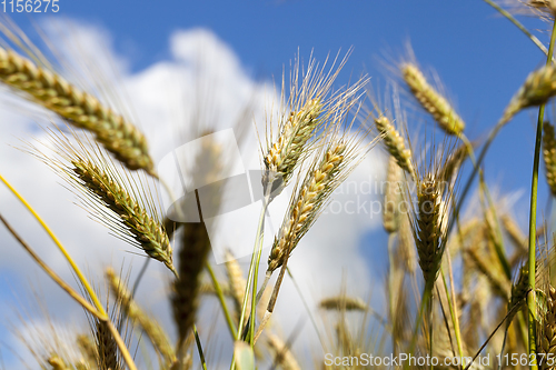 Image of Agricultural field