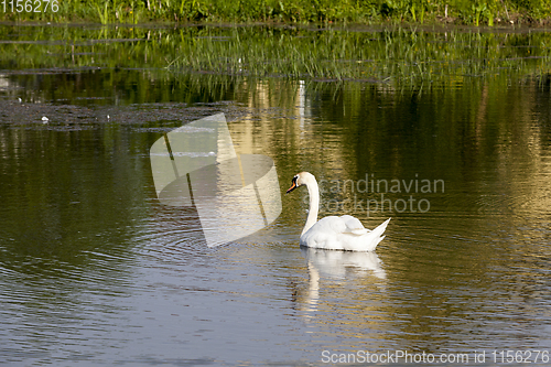 Image of young white swan