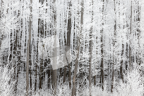 Image of Winter forest