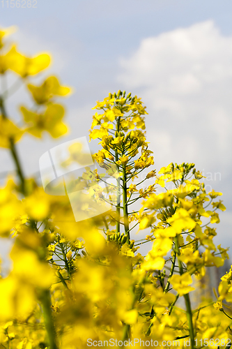 Image of rapeseed field