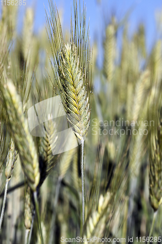 Image of Field with cereal