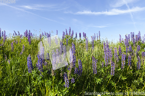 Image of spring landscape on a meadow