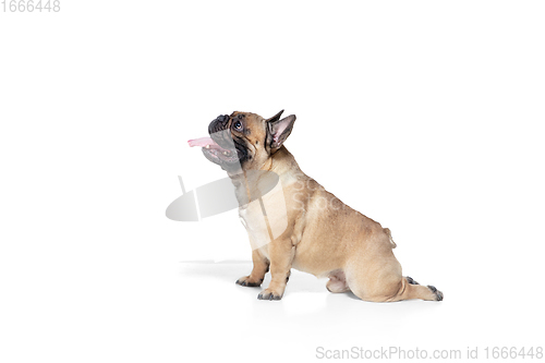Image of Young French Bulldog is posing. Cute doggy or pet is playing, running and looking happy isolated on white background.