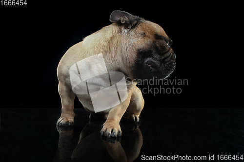 Image of Young French Bulldog is posing. Cute doggy or pet is playing, running and looking happy isolated on black background.