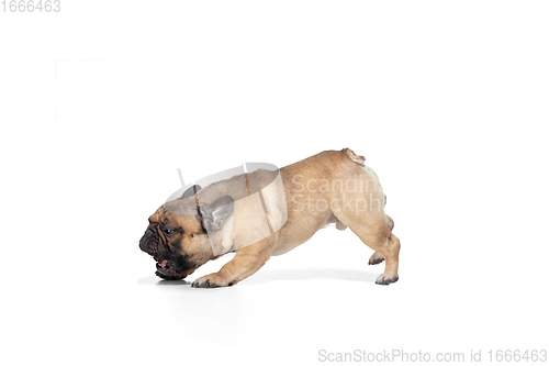 Image of Young French Bulldog is posing. Cute doggy or pet is playing, running and looking happy isolated on white background.