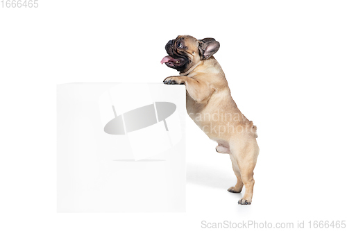 Image of Young French Bulldog is posing. Cute doggy or pet is playing, running and looking happy isolated on white background.