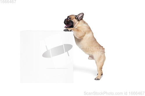 Image of Young French Bulldog is posing. Cute doggy or pet is playing, running and looking happy isolated on white background.