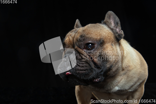 Image of Young French Bulldog is posing. Cute doggy or pet is playing, running and looking happy isolated on black background.