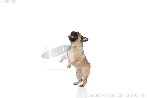 Image of Young French Bulldog is posing. Cute doggy or pet is playing, running and looking happy isolated on white background.