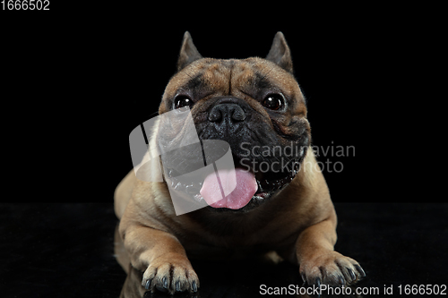 Image of Young French Bulldog is posing. Cute doggy or pet is playing, running and looking happy isolated on black background.