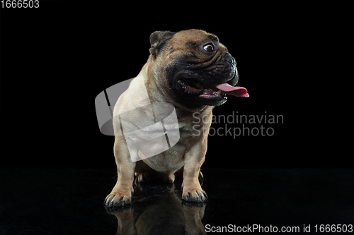 Image of Young French Bulldog is posing. Cute doggy or pet is playing, running and looking happy isolated on black background.