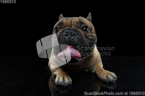 Image of Young French Bulldog is posing. Cute doggy or pet is playing, running and looking happy isolated on black background.