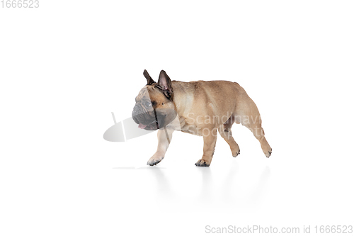 Image of Young French Bulldog is posing. Cute doggy or pet is playing, running and looking happy isolated on white background.