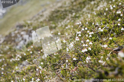 Image of The flower cover in mountains