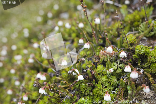 Image of Mountain vegetation background