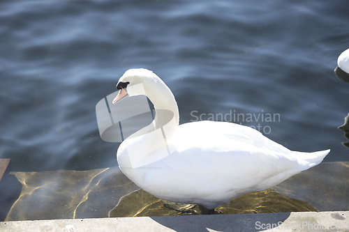 Image of Swan