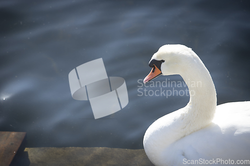 Image of Swan