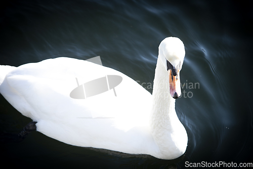 Image of Swan