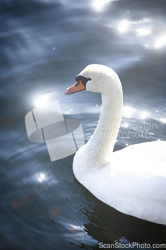 Image of Swan