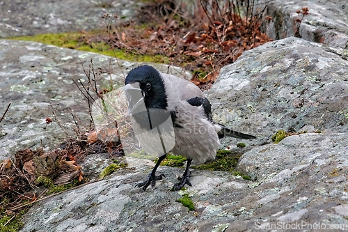 Image of Hooded Crow, Corvus cornix, Cawing