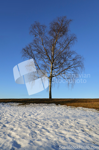 Image of Birch Tree in March