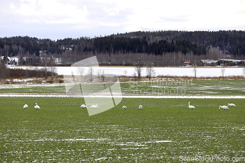 Image of Migrating Swans on Field in the Spring