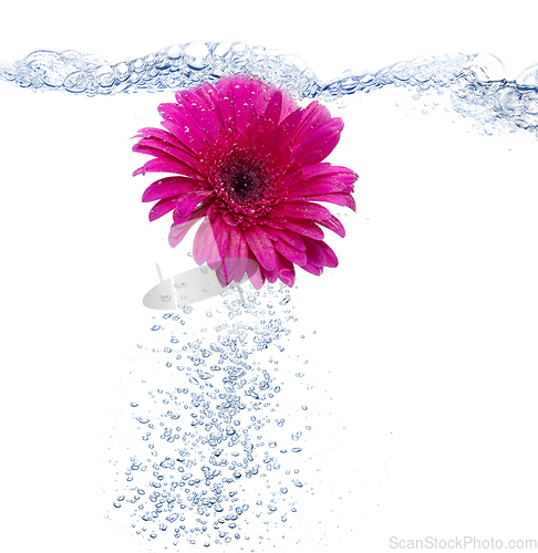 Image of Daisy into the water 