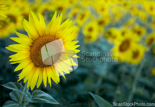 Image of Sunflower field