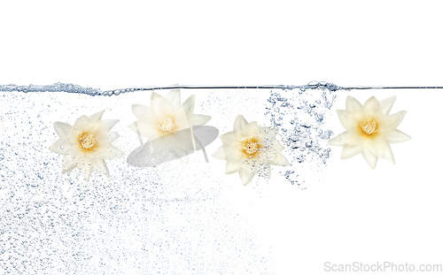 Image of Flowers and water