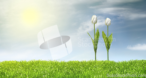 Image of Tulips and green grass line and sunny sky